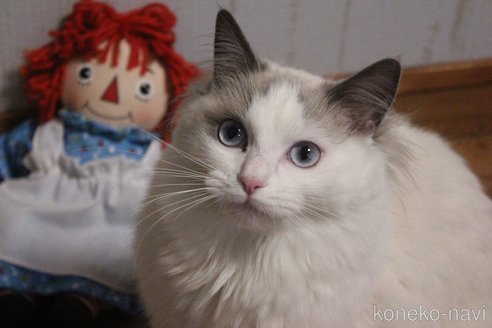 成約済の大阪府のラグドール-96602の3枚目