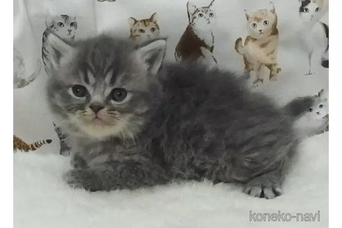 成約済の大阪府のエキゾチックショートヘア-112477の1枚目