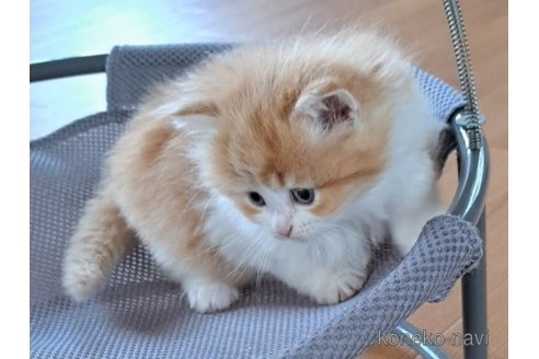 成約済の栃木県のサイベリアン-110843の3枚目