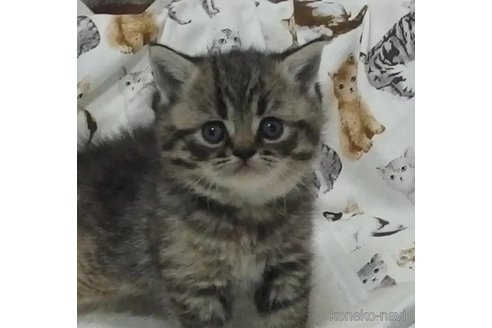 販売中の大阪府のエキゾチックショートヘア-112478