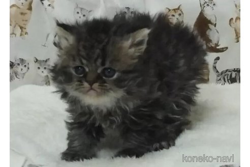 成約済の大阪府のエキゾチックショートヘア-112479の2枚目