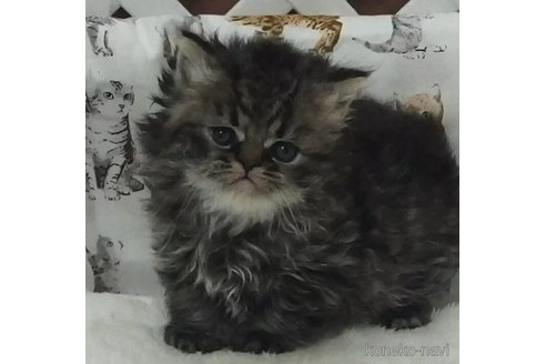 成約済の大阪府のエキゾチックショートヘア-112479の1枚目