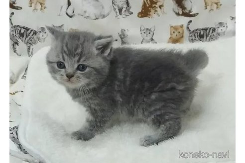 成約済の大阪府のエキゾチックショートヘア-112480の2枚目