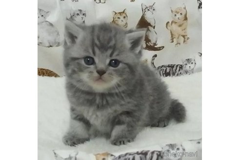 成約済の大阪府のエキゾチックショートヘア-112480の1枚目