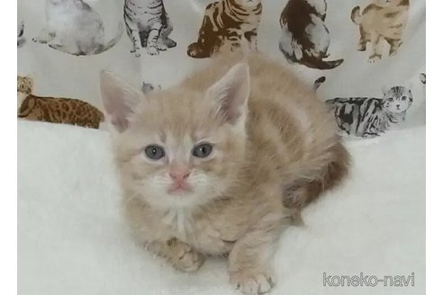 成約済の大阪府のマンチカン-112482の2枚目