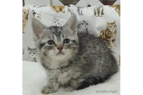 販売中の大阪府のマンチカン-112483の1枚目