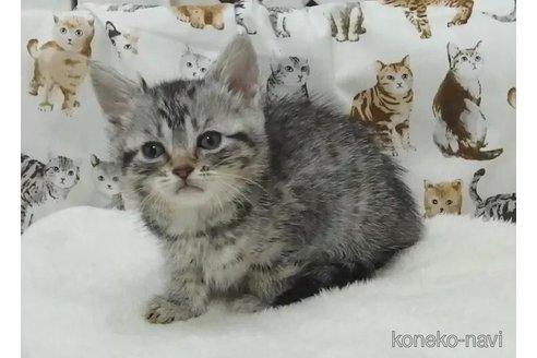 販売中の大阪府のマンチカン-112483の2枚目