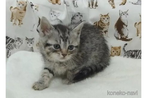 販売中の大阪府のマンチカン-112483の3枚目