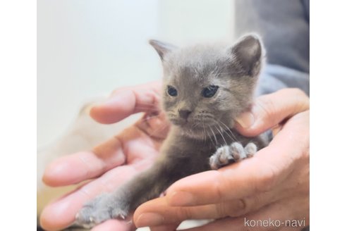 成約済の静岡県のシャルトリュー-112490の1枚目