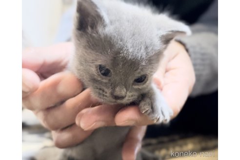 成約済の静岡県のシャルトリュー-112490の3枚目