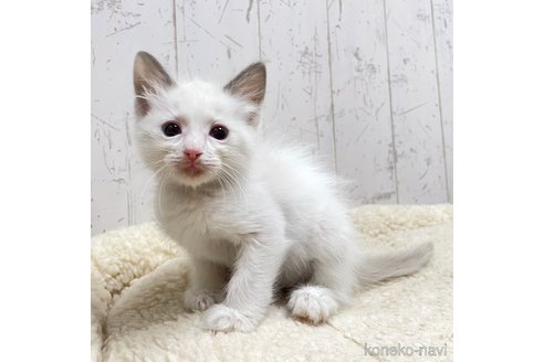 成約済の千葉県のラグドール-112492の8枚目