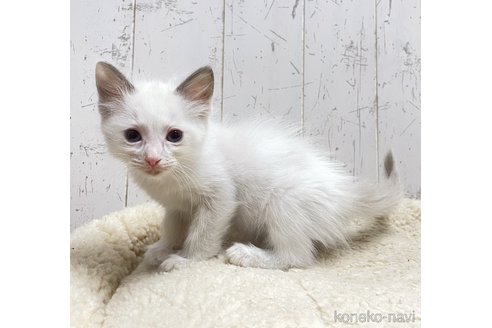 成約済の千葉県のラグドール-112492の6枚目