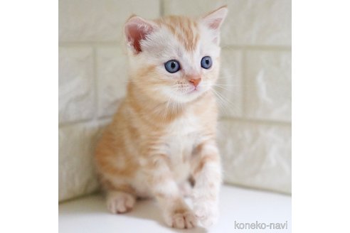 商談中の愛知県のスコティッシュフォールド-112493の3枚目