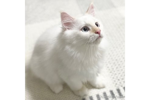 販売中の愛知県のミヌエット-104398の12枚目
