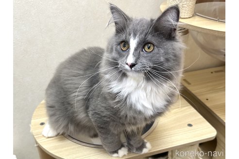 成約済の千葉県のラガマフィン-100167の5枚目
