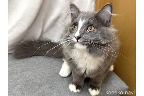 成約済の千葉県のラガマフィン-100167の3枚目