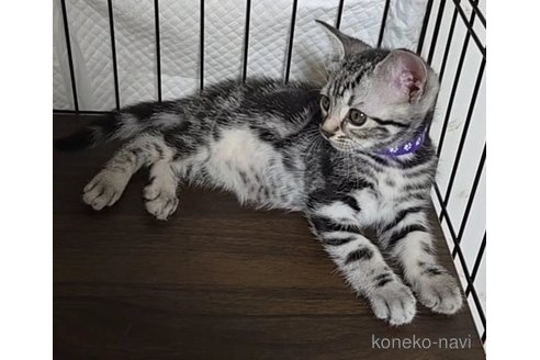 成約済の岐阜県のアメリカンショートヘア-109827の9枚目