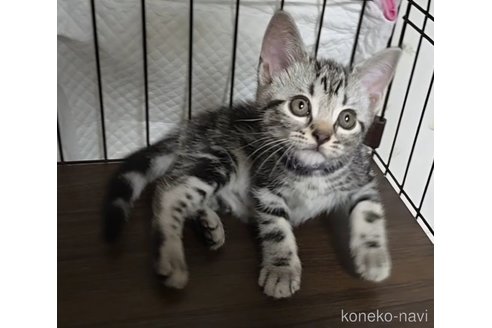 成約済の岐阜県のアメリカンショートヘア-109827の8枚目