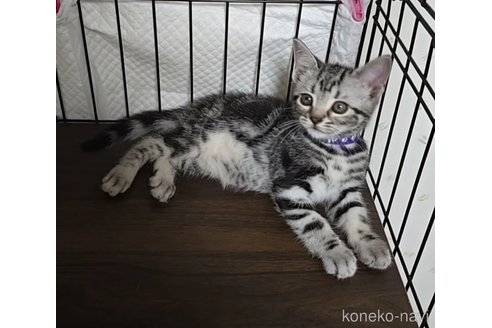 成約済の岐阜県のアメリカンショートヘア-109827の1枚目