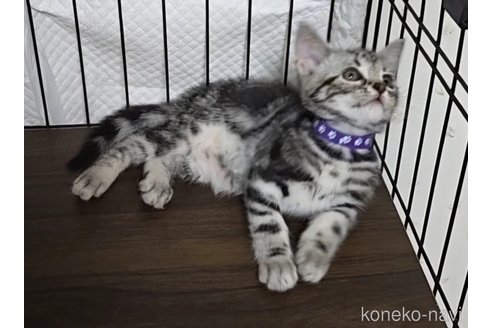 成約済の岐阜県のアメリカンショートヘア-109827の4枚目
