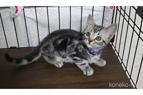 成約済の岐阜県のアメリカンショートヘア-109827の3枚目