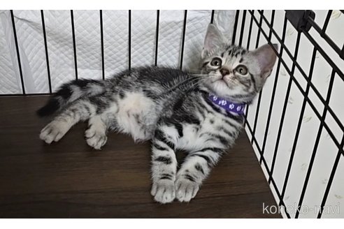成約済の岐阜県のアメリカンショートヘア-109827の2枚目
