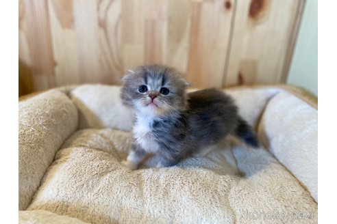 成約済の長野県のスコティッシュフォールド(折れ耳)-112526の10枚目