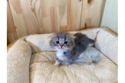 成約済の長野県のスコティッシュフォールド(折れ耳)-112526の9枚目