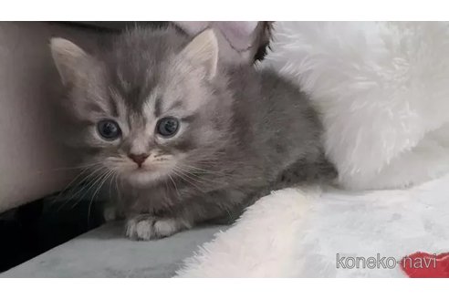 販売中の京都府のマンチカン-112525の3枚目