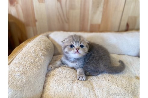 成約済の長野県のスコティッシュフォールド(折れ耳)-112527の3枚目