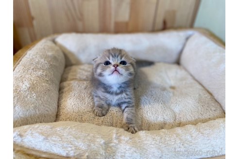 成約済の長野県のスコティッシュフォールド(折れ耳)-112527の4枚目