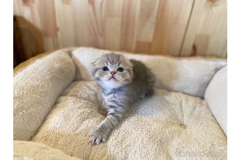 成約済の長野県のスコティッシュフォールド(折れ耳)-112527の5枚目