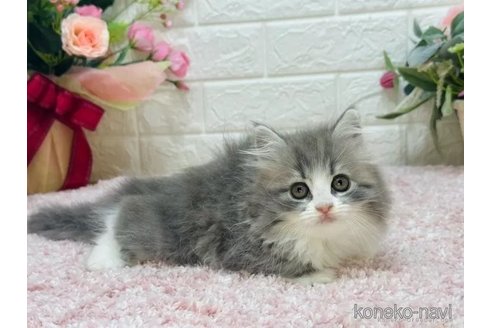 販売中の東京都のラガマフィン-112536の2枚目