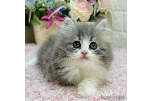 販売中の東京都のラガマフィン-112536の1枚目
