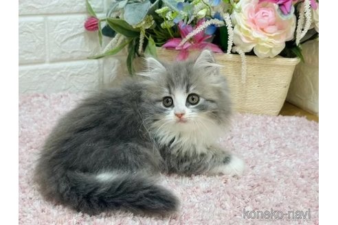 販売中の東京都のラガマフィン-112536の4枚目