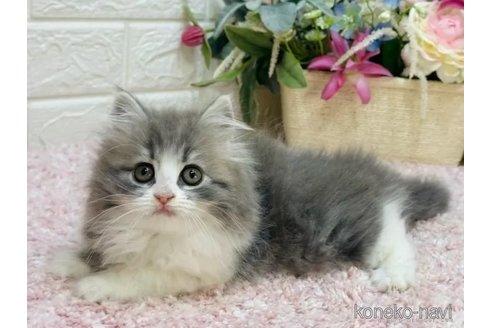 販売中の東京都のラガマフィン-112536の5枚目
