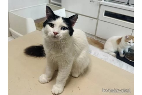 成約済の東京都のラガマフィン-112538の5枚目