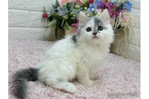 成約済の東京都のラガマフィン-112540の2枚目