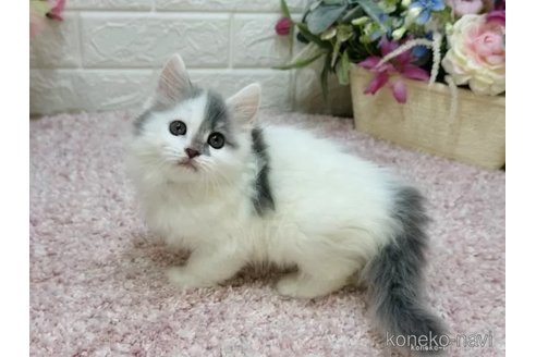 成約済の東京都のラガマフィン-112540の4枚目