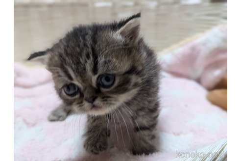 販売中の愛知県のエキゾチックショートヘア-112547の16枚目