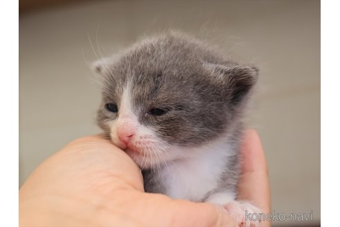 成約済の愛知県のマンチカン-112553の2枚目