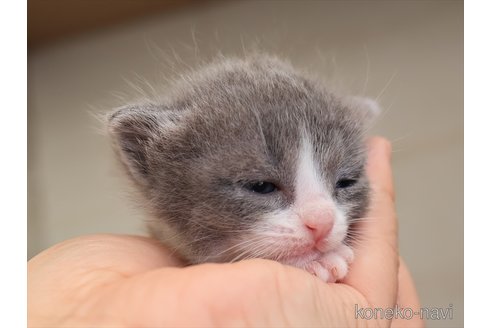 成約済の愛知県のマンチカン-112553の3枚目