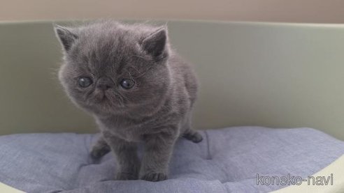 商談中の岐阜県のエキゾチックショートヘア-112558の2枚目