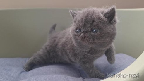 商談中の岐阜県のエキゾチックショートヘア-112558の4枚目