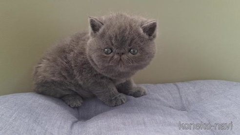 商談中の岐阜県のエキゾチックショートヘア-112558の3枚目