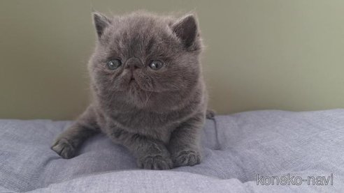 商談中の岐阜県のエキゾチックショートヘア-112558の6枚目