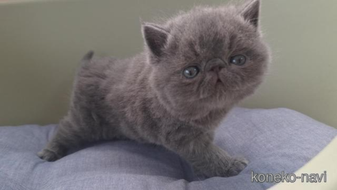 商談中の岐阜県のエキゾチックショートヘア-112558の1枚目