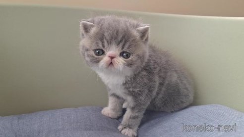 成約済の岐阜県のエキゾチックショートヘア-112559の2枚目