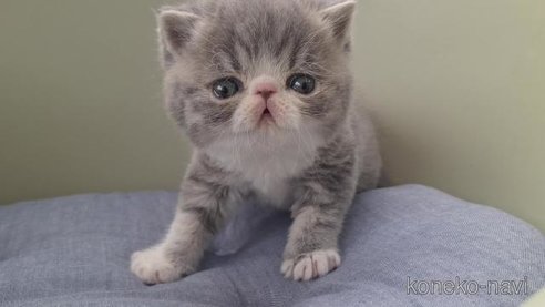 成約済の岐阜県のエキゾチックショートヘア-112559の3枚目