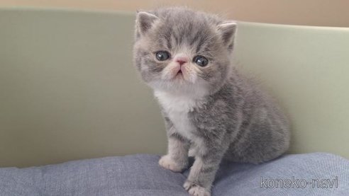成約済の岐阜県のエキゾチックショートヘア-112559の4枚目